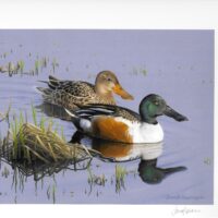 2026 “Evening Reflections – Northern Shoveler” Joseph Koensgen Limited Edition Print